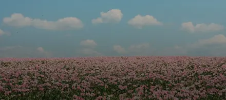 SUNRISE PINK + FOREST GREEN